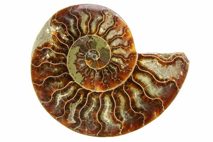 Cut & Polished Ammonite Fossil (Half) - Madagascar #308098